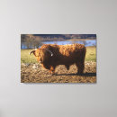 Search for highland cattle canvas prints Bull