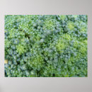 Search for fruit and vegetables posters Broccoli