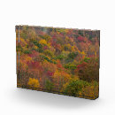 Search for hardwood Tree