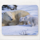 Search for environment electronics Polar bear
