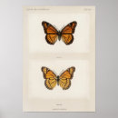 Search for butterfly posters Moth