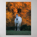 Search for warmblood posters Breed