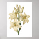 Search for lilium posters Redoute