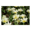 Recherche de champ de tulipe posters Nature
