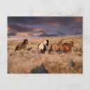 Recherche de mustang sauvage cartes postales Ferme