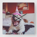 Recherche de bouledogues horloges Drôle