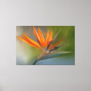 Recherche de oiseau du paradis toiles Vert