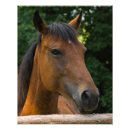 Recherche de portrait de cheval posters Beau