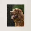 Search for irish setter puzzles Animal