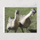 Recherche de klaxon cartes postales Oie