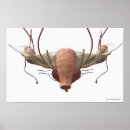 Search for female reproduction posters Horizontal