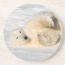 Search for carnivore barware Arctic