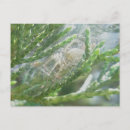 Recherche de araignées cartes postales Animal
