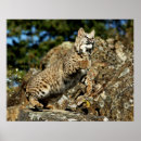 Search for pouncing posters Cat