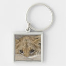 Search for lion cubs keychains Wildlife
