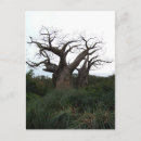 Recherche de baobab cartes postales Arbre