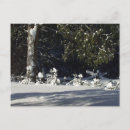 Search for pine tree postcards Nature