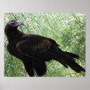 Search for eagle feathers posters Wildlife