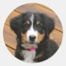 Search for berner stickers Dogs
