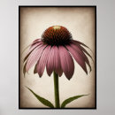 Recherche de echinacea posters Échinacée