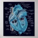 Recherche de physiologie posters Anatomie