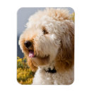 Recherche de concentration magnets Dog