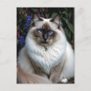Recherche de chat de birman cartes postales Amoureux des chats