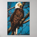 Search for talons posters Nature