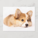Recherche de corgi cartes postales Canine