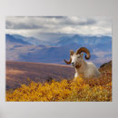 Recherche de dall posters Mouton