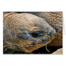 Search for tortoise Giant tortoise
