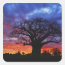 Search for baobab tree stickers Sunset