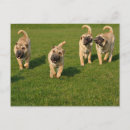 Recherche de shar pei cartes postales Chiots