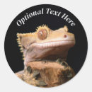 Search for gecko stickers Pet