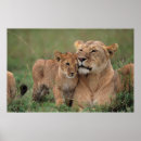 Search for lion posters Feline