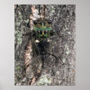 Search for locust art Cicada
