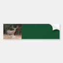 Search for antlers bumper stickers Deer