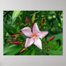 Search for oleanders Pink
