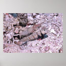 Search for gobi posters Nature