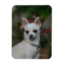 Recherche de canine magnets Principal et épaules