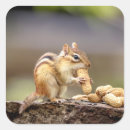 Recherche de chipmunk autocollants Faune
