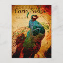 Recherche de beau paon cartes postales Oiseau