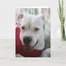 Recherche de american bulldog Race