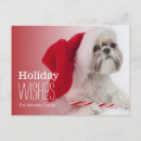 Search for shih tzu christmas cards Photography