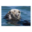 Recherche de loutre posters Aquatique
