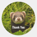 Search for ferret stickers Adorable