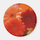 Search for orange gerbera magnets Daisy