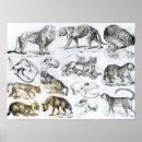 Search for predatory posters Carnivore
