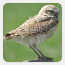 Search for burrowing owl stickers Athene cunicularia