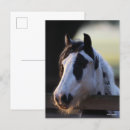 Search for vanner postcards Breed